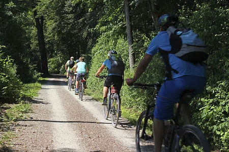 People cycling along a tree-lined road.