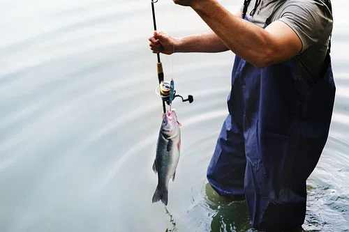 A man pulling a fish out of the water, attached to a fishing line.