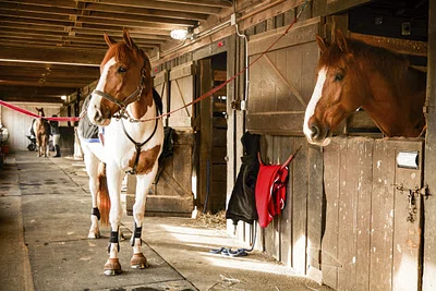 Horses in a stable.