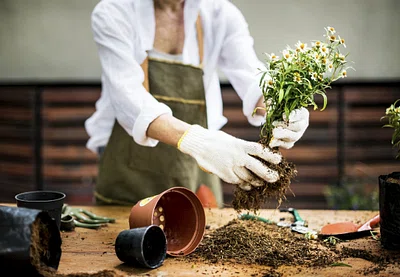 A woman wears gloves as she unpots a plant.